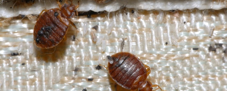 bed bug control victoria point