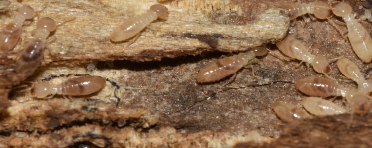 termite control victoria point